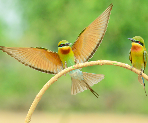 Alza el vuelo hacia tu esencia