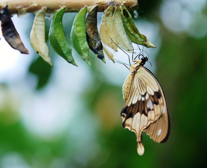 De oruga a mariposa hacia tu esencia